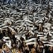 Partizan win sixth consecutive Serbian title